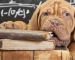 dog training