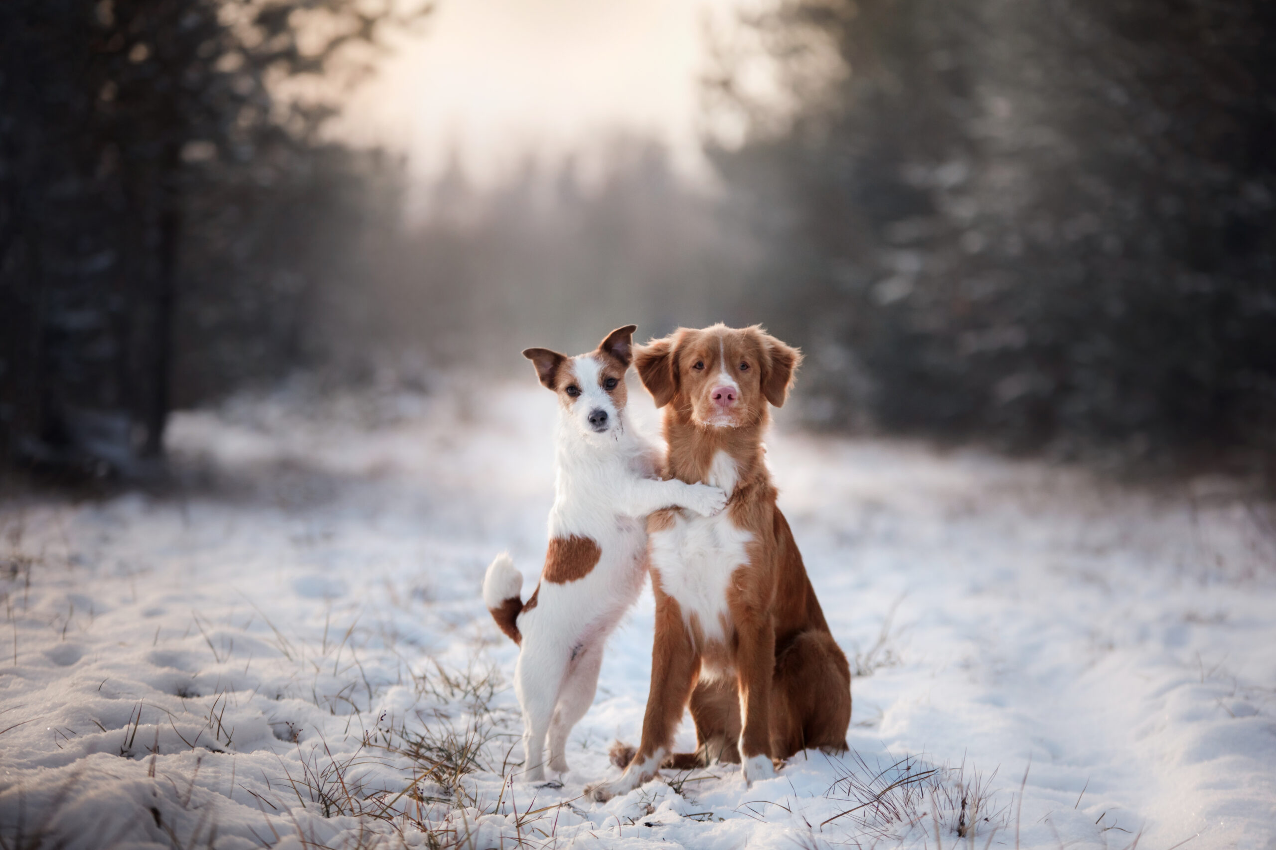 Dogs in Winter