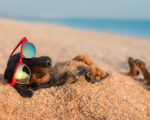 summer dog