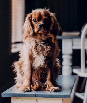 A calm Cavalier King Charles spaniel sitting on a bench