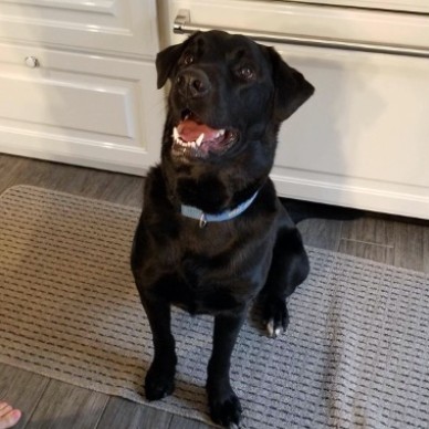 Charlie the Lab mix