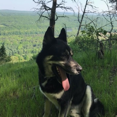 Dimitri the Husky