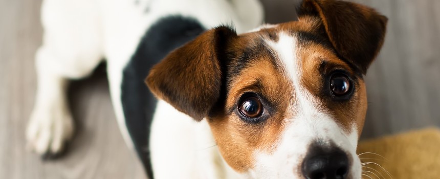 A Jack Russell terrier sitting on a welcome mat, looking up