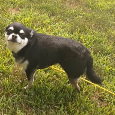 Taco the Chihuahua